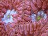 rdeča Trde Korale Ananas Coral fotografija