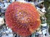 црвен Тешко Корала Plate Coral (Mushroom Coral) фотографија