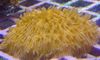 kollane Plaat Korallid (Seene Korall) foto