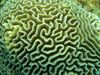 Platygyra Koralja
