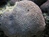 灰 硬珊瑚 Platygyra珊瑚 照片