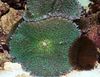 绿 蘑菇 Rhodactis 照片