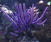 violetinė Jūra Ventiliatorius
