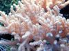pembe Sinularia Parmak Deri Mercan fotoğraf