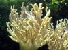 žuti Sinularia Prst Koža Koralja