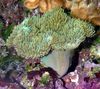 verde Corallo Molle Fungo Morbido foto