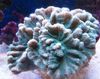 lyse blå Harde Koraller Spiny Cup bilde