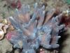 cinza Coral Duro Copo Espinhoso foto
