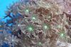 grün Sterne-Polypen, Korallen Rohr
