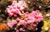 czerwony Słońce-Koral Pomarańczowy Kwiat zdjęcie