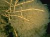 żółty Morza Fanów Swiftia (Północna Fanem Na Morze) zdjęcie