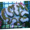 világoskék Kemény Korallok Symphyllia Korall fénykép
