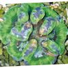 grøn Symphyllia Coral