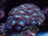 lila Hartkorallen Fackel Koralle (Candycane Korallen, Korallen Trompete) foto