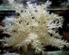 grau Baum Weichkorallen (Kenia Tree Coral)