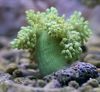 grön Mjuka Koraller Träd Mjuk Korall (Kenya Träd Korall) foto