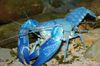 blue Crayfish Cyan Yabby photo