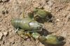 green Crayfish Cyan Yabby photo