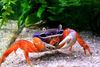 Pacific Land Crab, Rainbow Crab