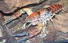 červená Rak Procambarus Toltecae fotografie
