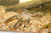 rudas Procambarus Vasquezae