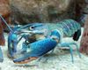 Red Claw Cray (Blaue Hummer)