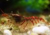 წითელი ვეფხვის Shrimp