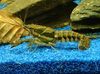 Sly Crayfish