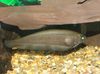 African Knifefish