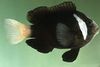 Чорний Риба Клоун Маккуллочі фото