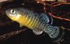 Motley Fish Aphanius photo