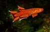 Red Fish Aphyosemion photo