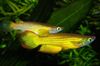 Gold Fish Aplocheilus lineatus photo