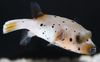 Spotted Fish Arothron Dog Face Puffer photo