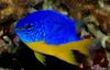 djevojka riba Plavom Damselfish