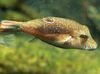 Kugelfische Bennetts Sharpnose Puffer