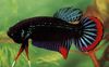 bettas, guramiler Betta Imbellis