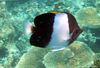 Black pyramid (Brushy-toothed) butterflyfish