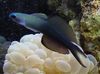 Μαυρόπτερος Dartfish, Scissortail Γοβιούς