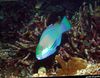 Bleekers Parrotfish, მწვანე Parrotfish