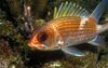 na rialacháin alfainsını, iasc saighdiúir, éisc flashlight, péirse mhara, spinyfin Bloodspot Squirrelfish