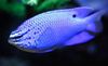 ქალსა თევზი ლურჯი Damselfish