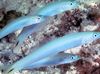 Blau Gründling Dartfish
