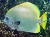 Boers Bat Fish