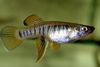 Rayé poisson Brachyrhaphis photo