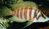 Striped Fish Calvus Cichlid photo