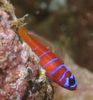 Catalina Goby (Bluebanded Goby)