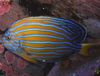 Strisce Pesce Chaetodontoplus foto
