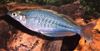 Light Blue Fish Chilatherina photo