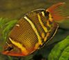 Chocolate Gourami